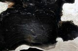 Polished Stromatolite (Collumnacollenia) - Russia #41854-1